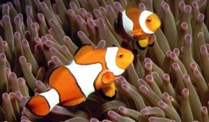 443736_klaun-zdobeny-amphiprion-percula-clown-anemonefish-ryba.jpg